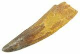 Fossil Spinosaurus Tooth - Real Dinosaur Tooth #363547-1